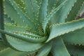 Succo di Aloe Arborescens, dosi consigliate e come assumerla