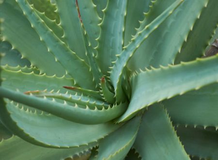 Aloe Arborescens Saft, empfohlene Dosierungen und wie man es nimmt