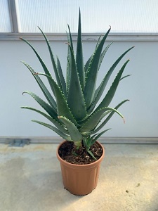Aloe Arborescens Pflanze