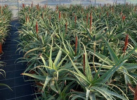 Anbau von Aloe Arborescens