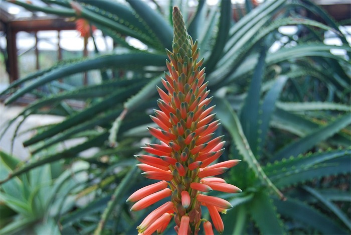 Les bienfaits de l'Aloe Arborescens
