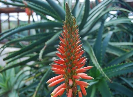 Los beneficios del Aloe Arborescens